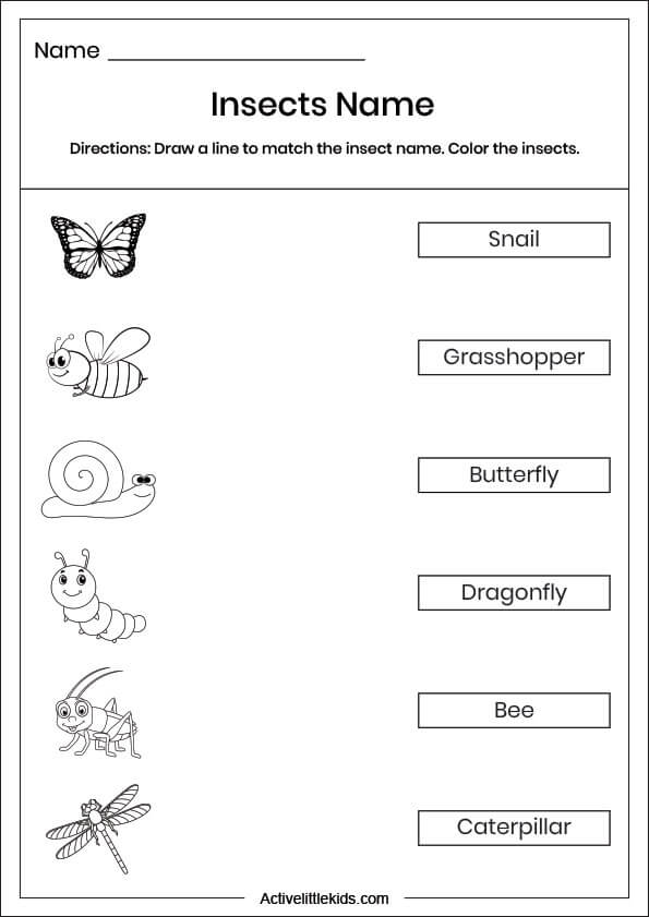 Insect name matching worksheet