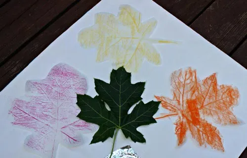 Leaf Rubbings