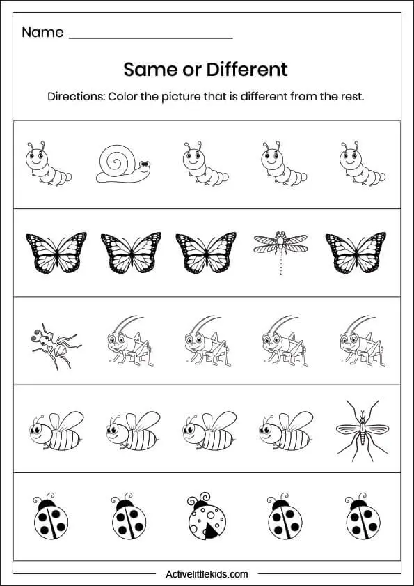 insect same and different worksheet